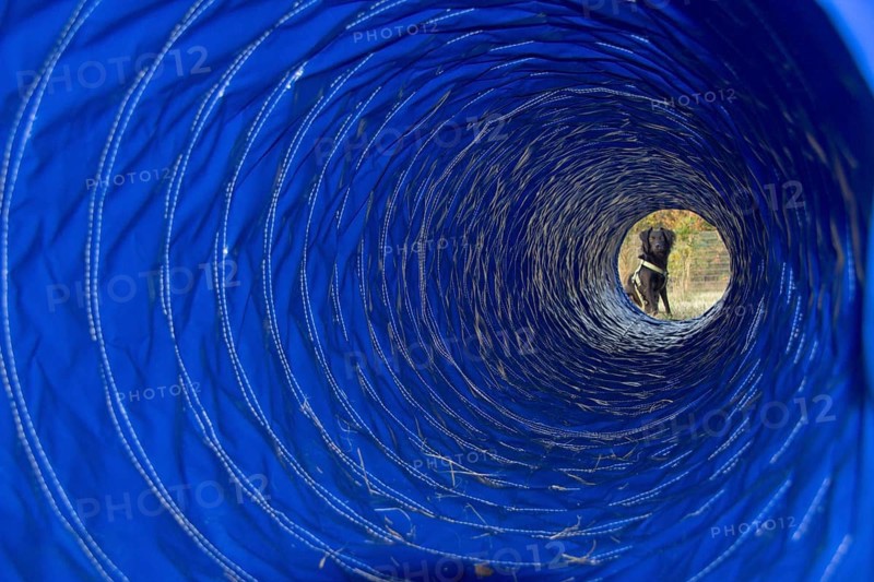 Dog sitting in front of an agility tunnel during dog agility training