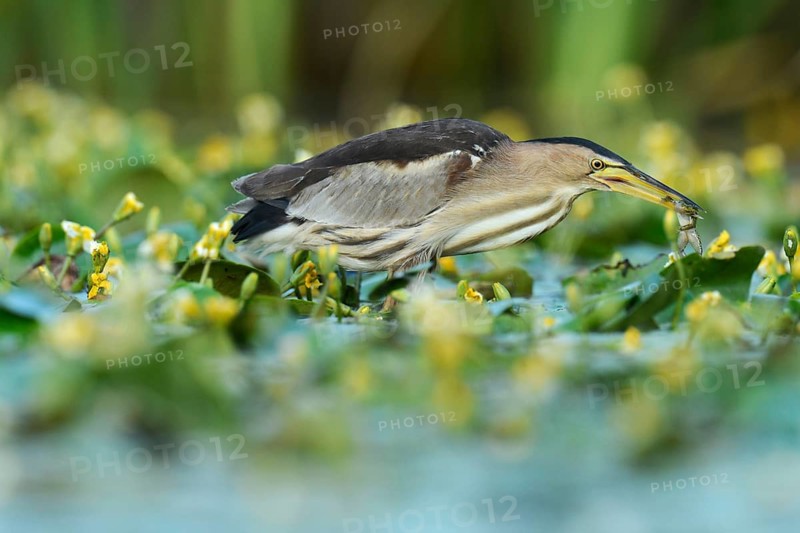 Little Bittern (Ixobrychus minutus) eating a frog