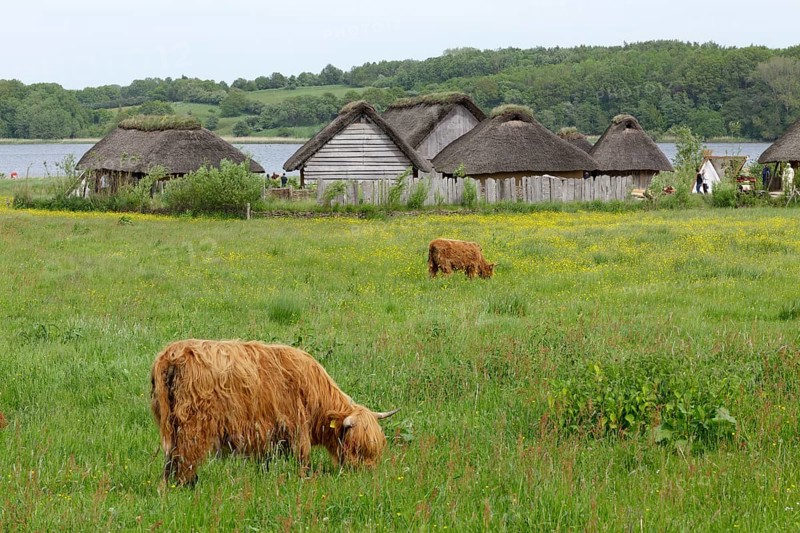 Scottish Highland Cattle grazing on a pasture in front of Viking houses in Hedeby Viking Museum