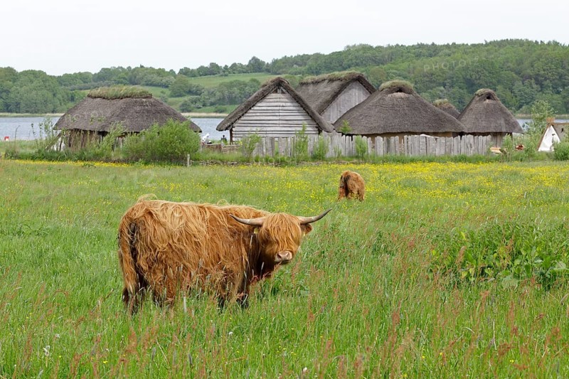 Scottish Highland Cattle grazing on a pasture in front of Viking houses in Hedeby Viking Museum