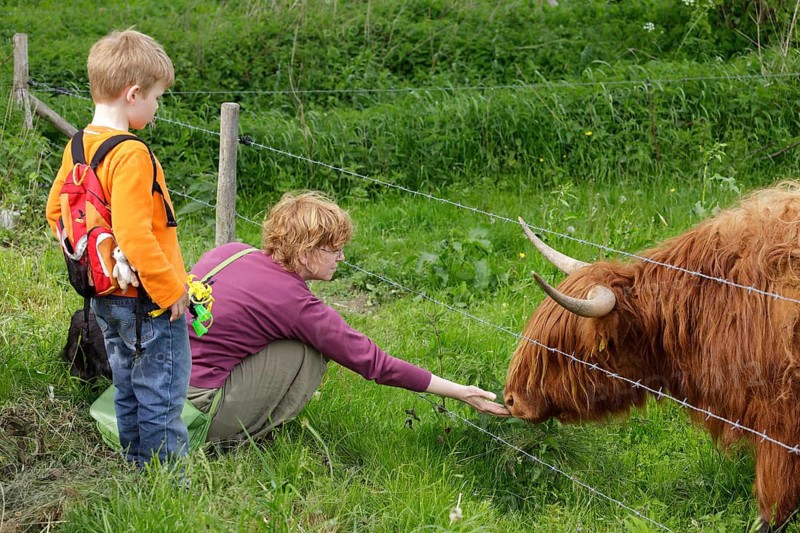 Woman stroking a Highland Cattle with a boy watching