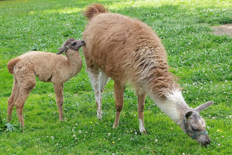 Llama (Lama glama) with a cria