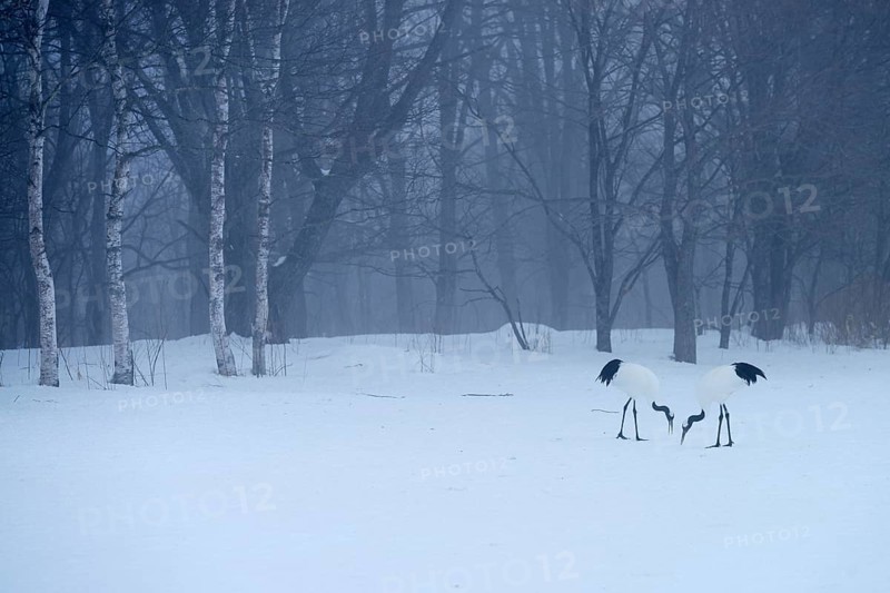 Flock of Red-crowned Cranes