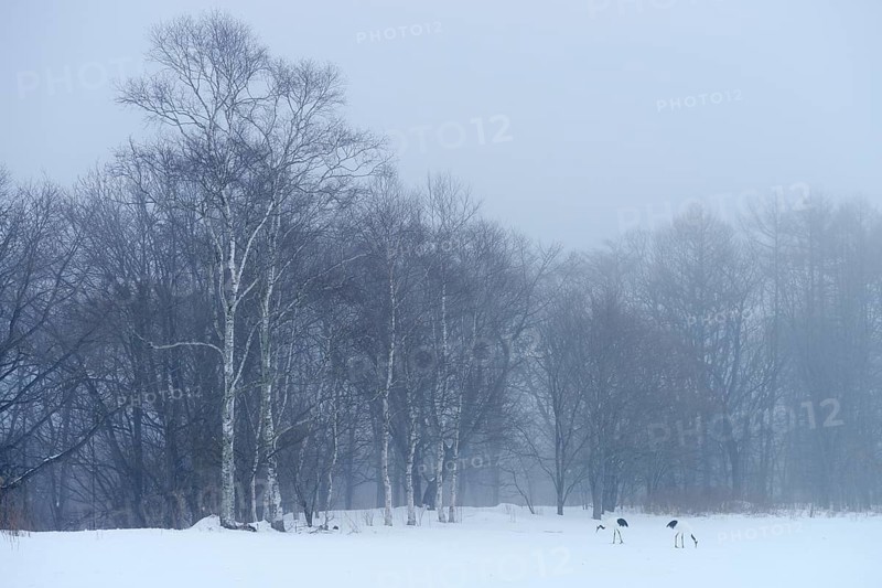 Flock of Red-crowned Cranes