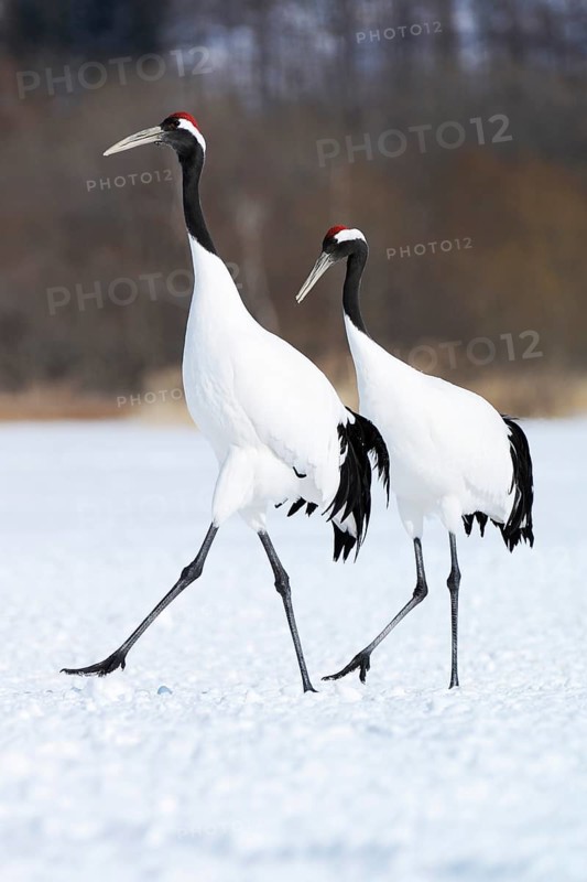 A pair of Red-crowned Cranes