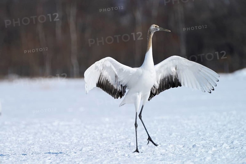Red-crowned Crane