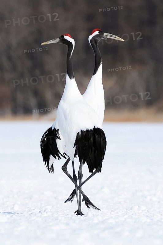 A pair of Red-crowned Cranes