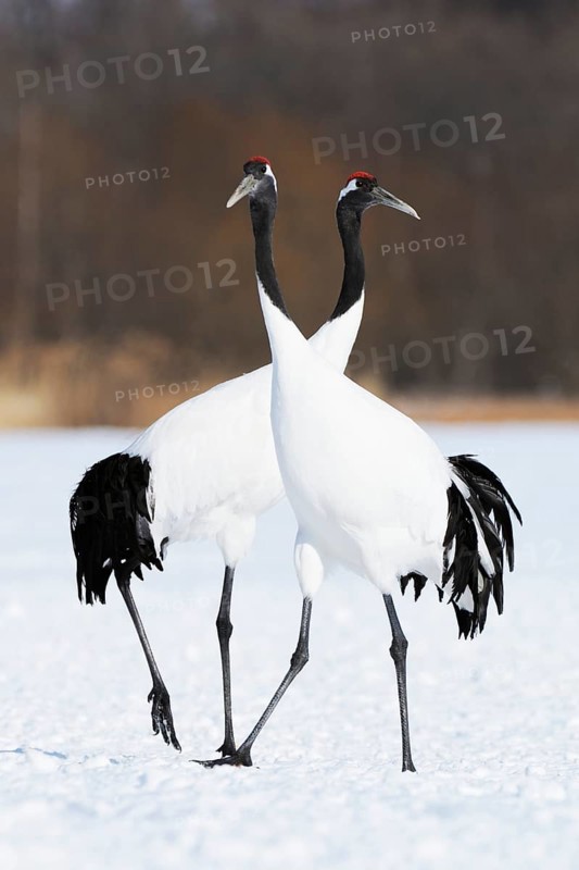 A pair of Red-crowned Cranes