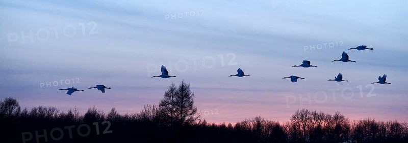 Red-crowned Cranes