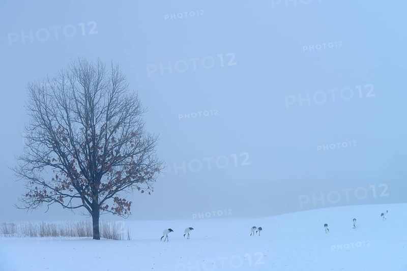 Flock of Red-crowned Cranes