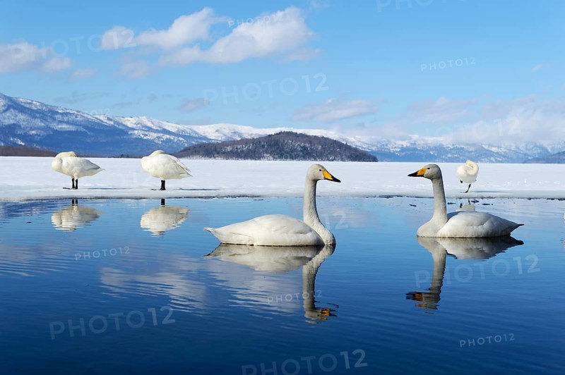 Whooper swans (Cygnus cygnus)