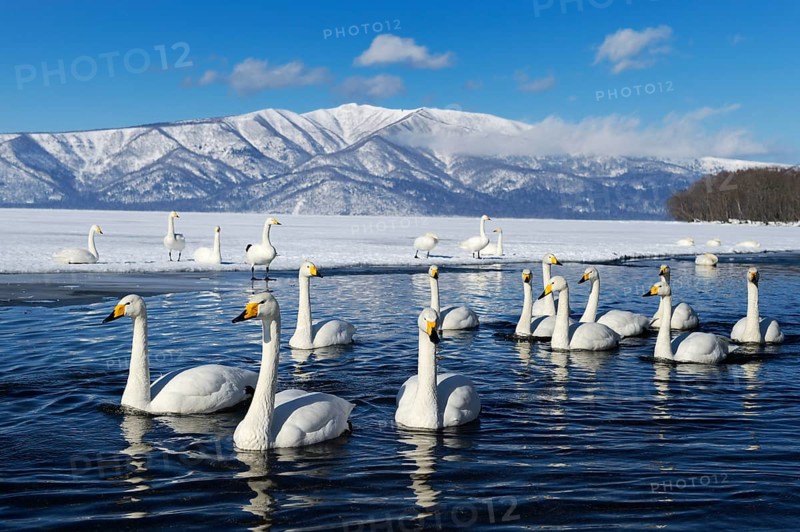 A flock of whooper swans (Cygnus cygnus)