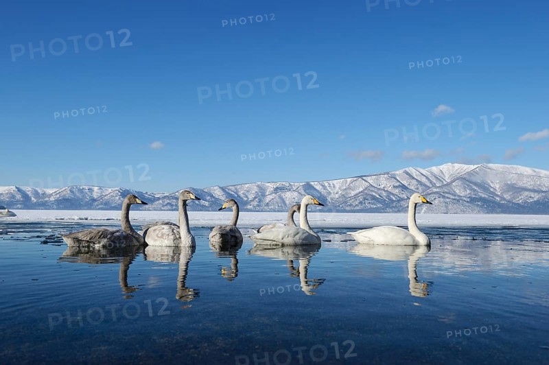 Whooper swans (Cygnus cygnus) with cygnets