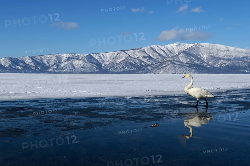 Whooper Swan (Cygnus cygnus)