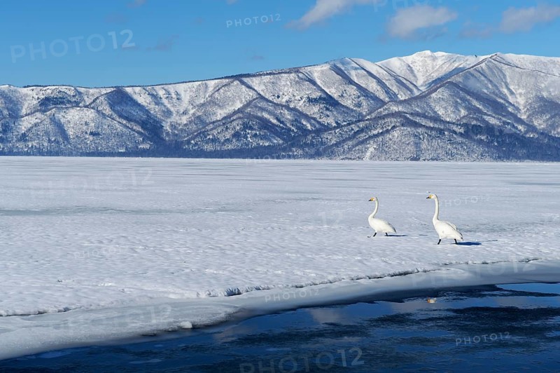 Whooper swans (Cygnus cygnus) moving on foot across a frozen lake
