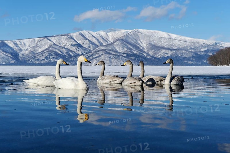 Whooper swans (Cygnus cygnus) with cygnets