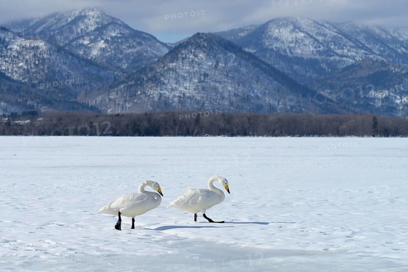 Whooper swans (Cygnus cygnus) moving on foot across a frozen lake