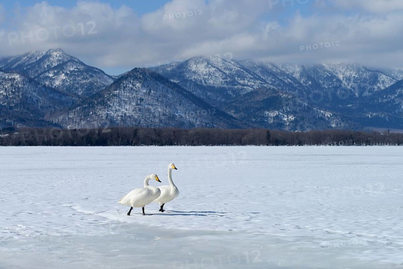 Whooper swans (Cygnus cygnus) moving on foot across a frozen lake