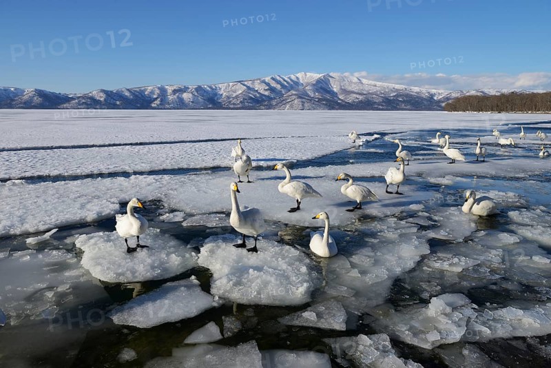 Whooper swans (Cygnus cygnus)