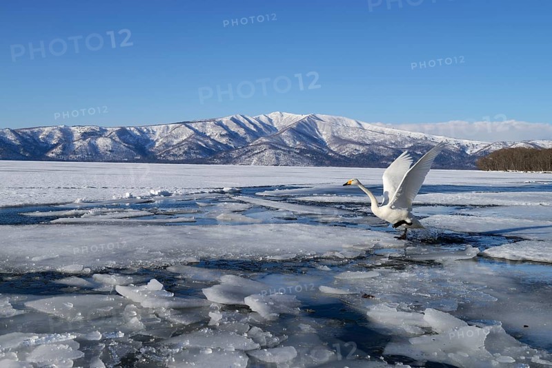 Whooper Swan (Cygnus cygnus)