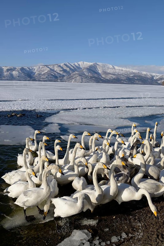 A flock of whooper swans (Cygnus cygnus) protecting each other from a cold wind