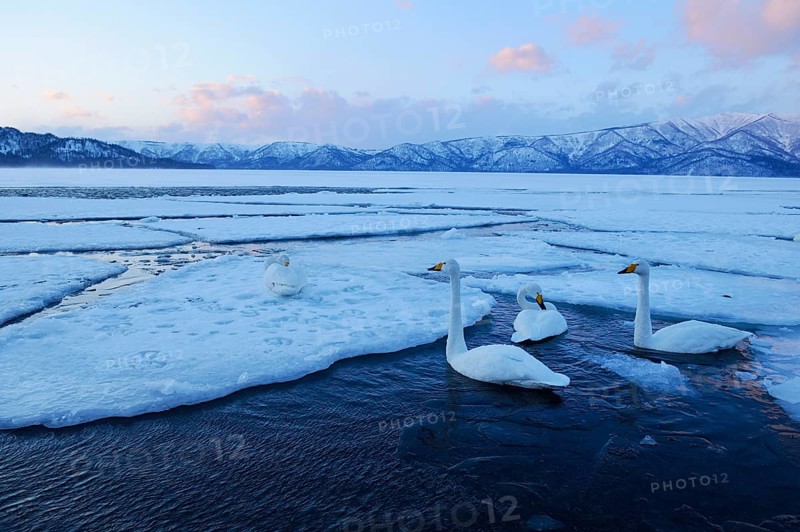 Whooper swans (Cygnus cygnus) swimming in an ice-free part of a lake