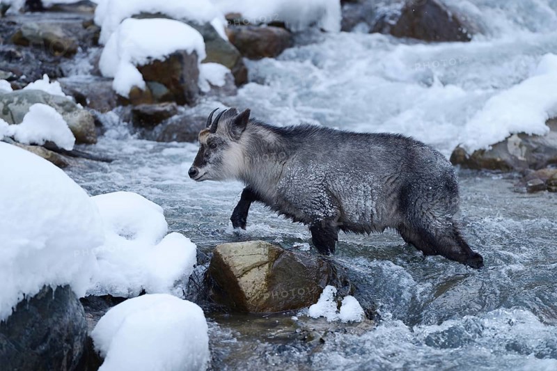 Japanese serow goat-antelope (Capricornis crispus