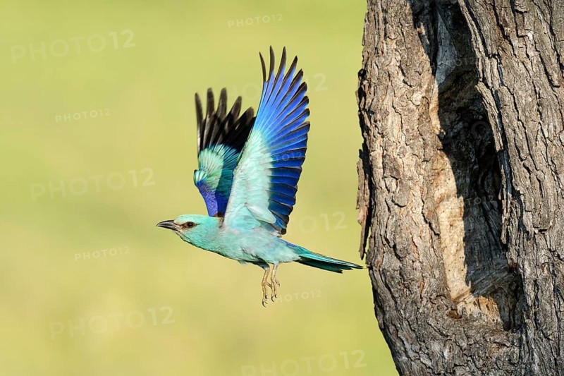 European Roller (Coracias garrulus)