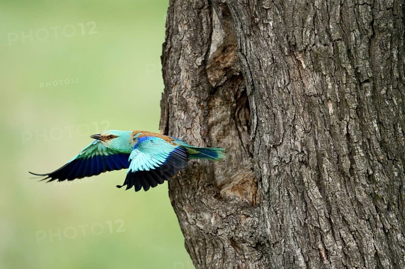 European Roller (Coracias garrulus)