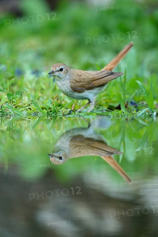 Nightingale (Luscinia megarhynchos) with its reflection in the water