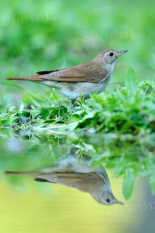 Nightingale (Luscinia megarhynchos) with its reflection in the water