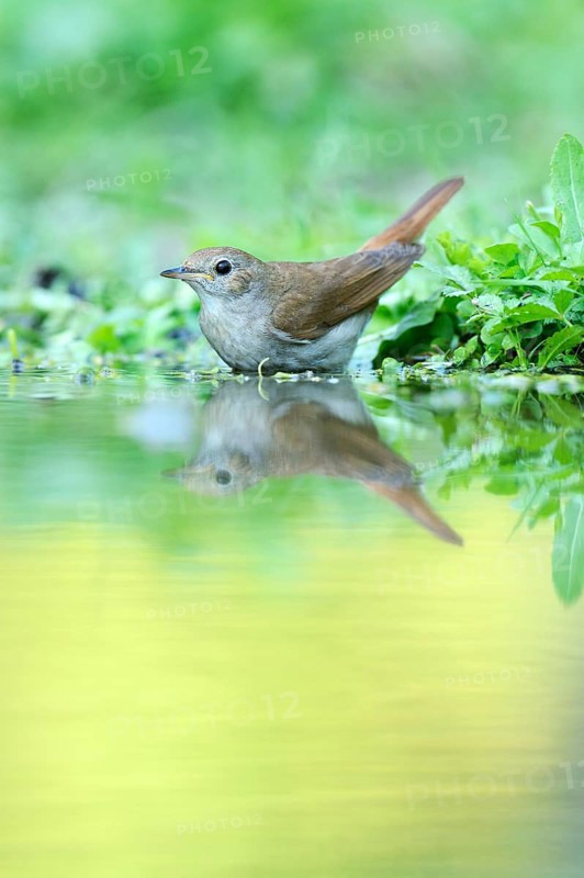 Nightingale (Luscinia megarhynchos) with its reflection in the water