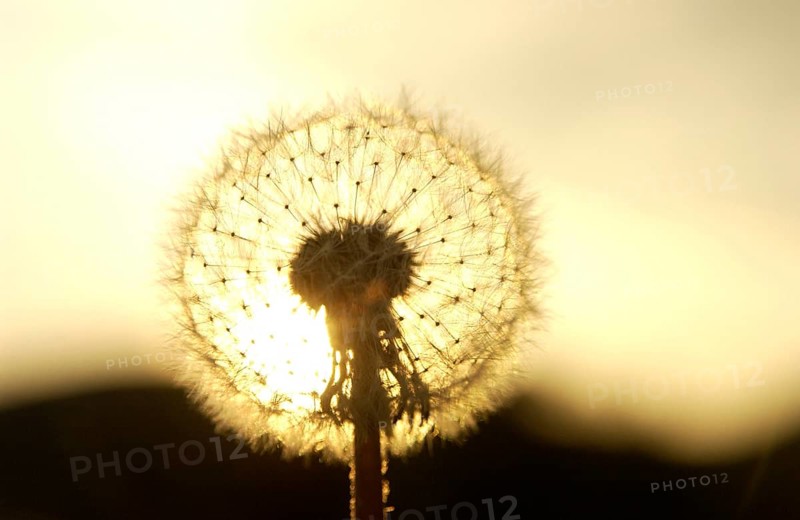 Clock of a Dandelion (Taraxacum officinale) in the evening light