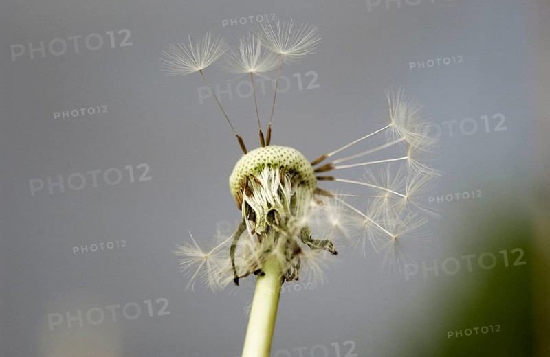 Clock of a Dandelion (Taraxacum officinale) with only a few remaining seeds