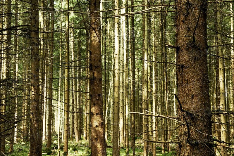 Spruce forest