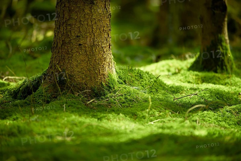 Mossy forest floor with trunk base of a spruce (Picea abies)