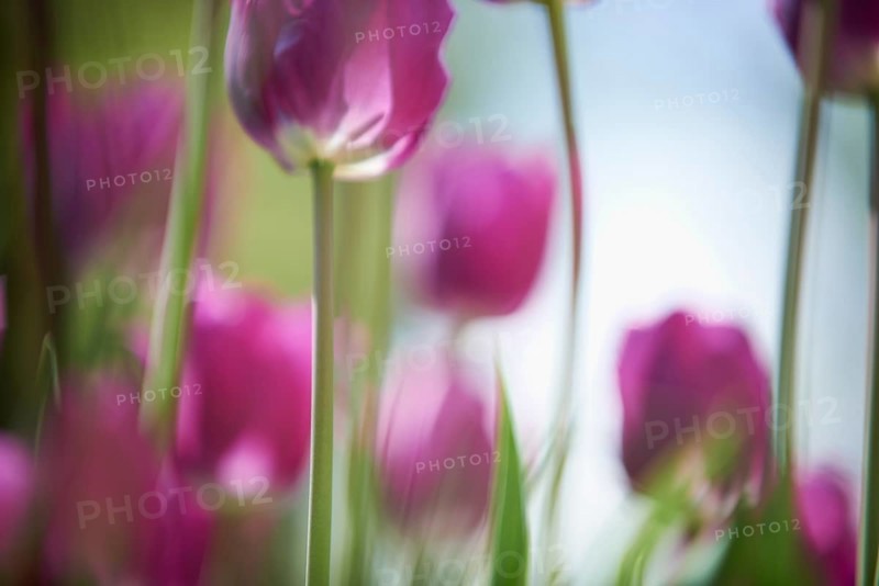 Purple tulips (Tulipa)