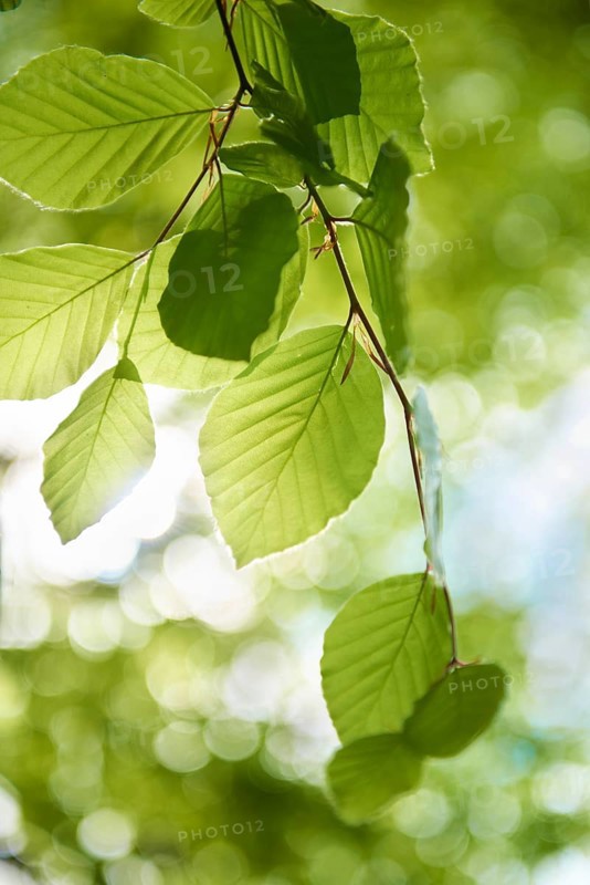 Fresh beech tree leaves (Fagus sp.)