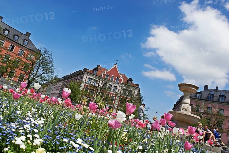Blooming tulips in the central circular flowerbed on Gaertnerplatz square