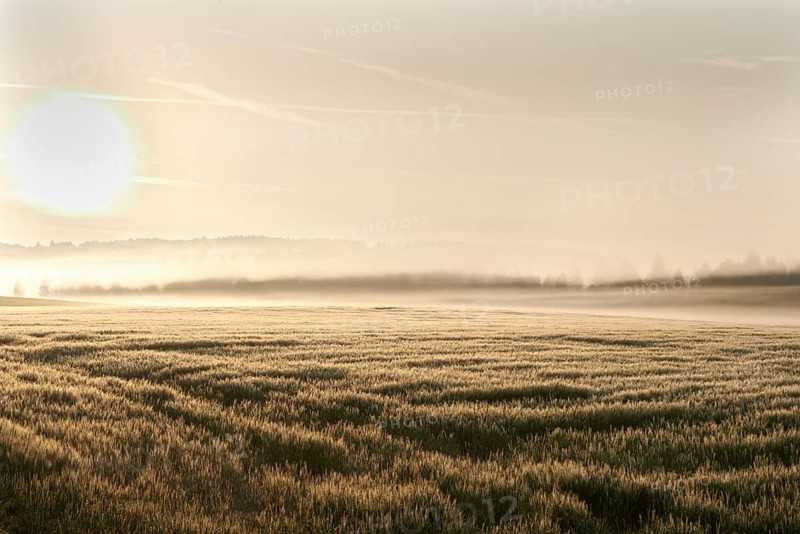 Wheat field in the morning