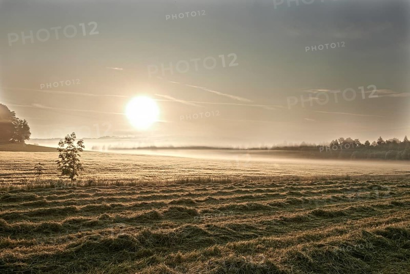 Freshly mowed lawn and a wheat field in the morning