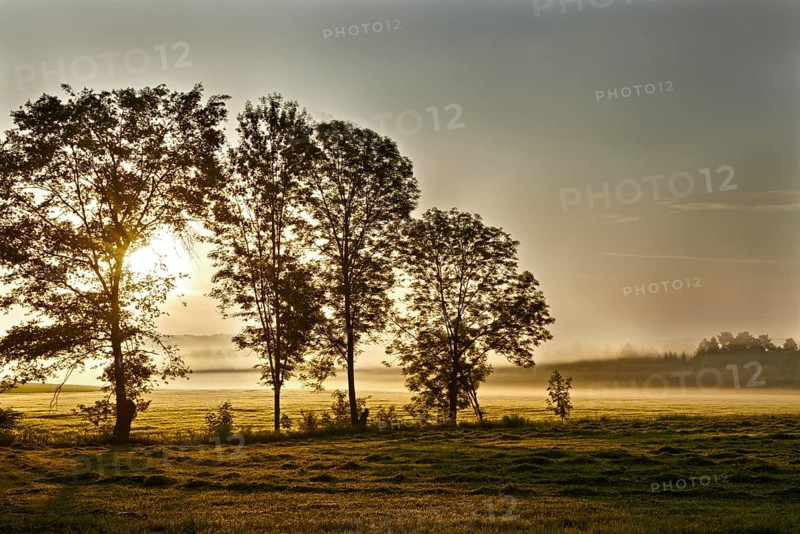 Freshly mowed lawn and trees in the morning