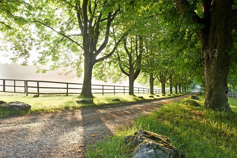 Road lined with old trees