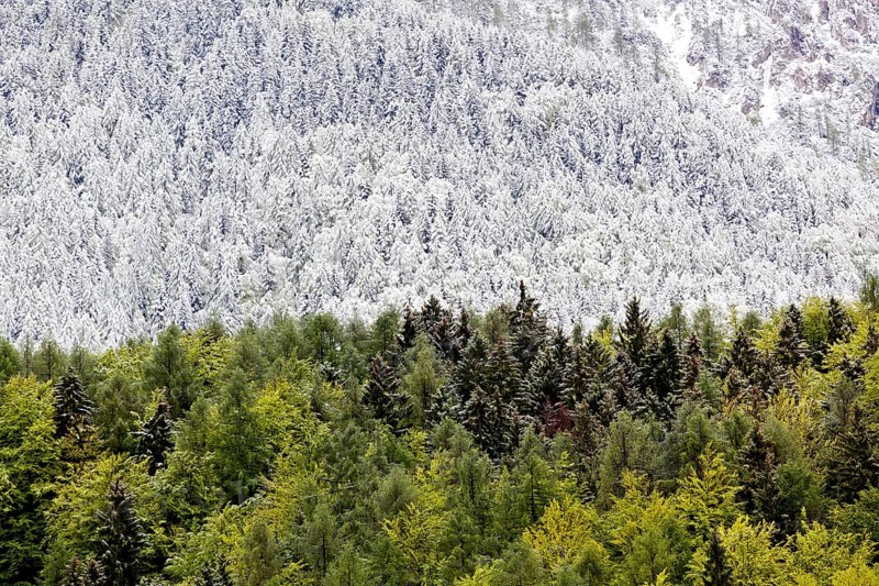 Mixed forest with some snow-covered and green trees after a brief snowfall