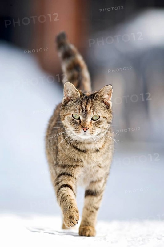 Red-brown tabby cat on foot on a snow-covered road