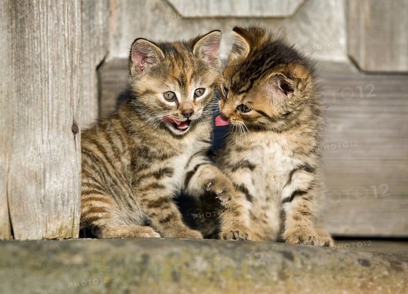 2 brown tabby kittens sitting in front of a wooden door and grooming each other