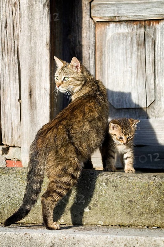 Brown tabby cat standing with her kitten in front of a wooden door on a step