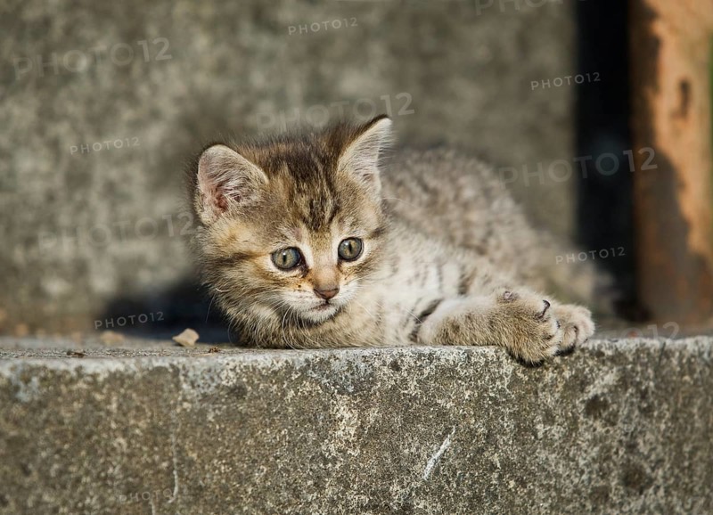 Brown tabby kitten lying on a step and basking in the sun