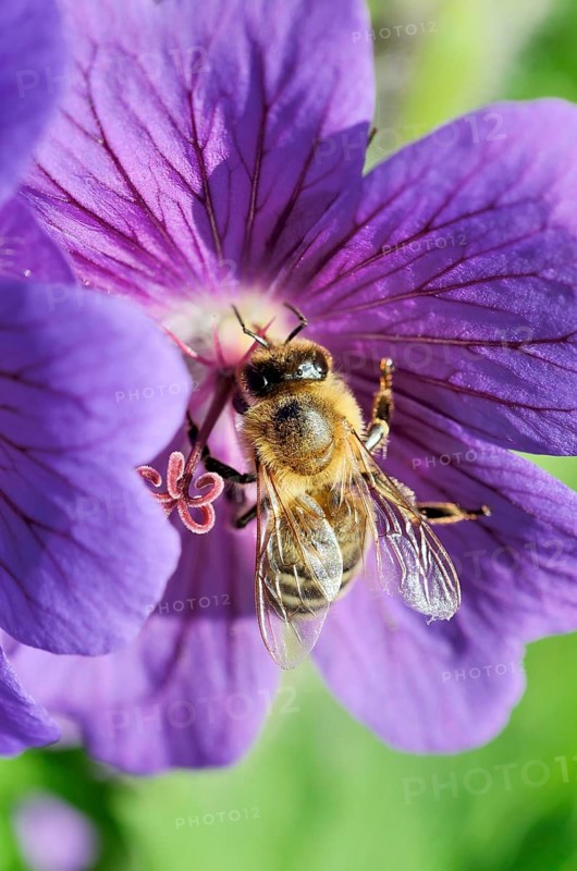 Honey Bee (Apis mellifera