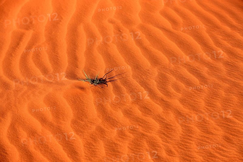 Patterns in the sand with plant